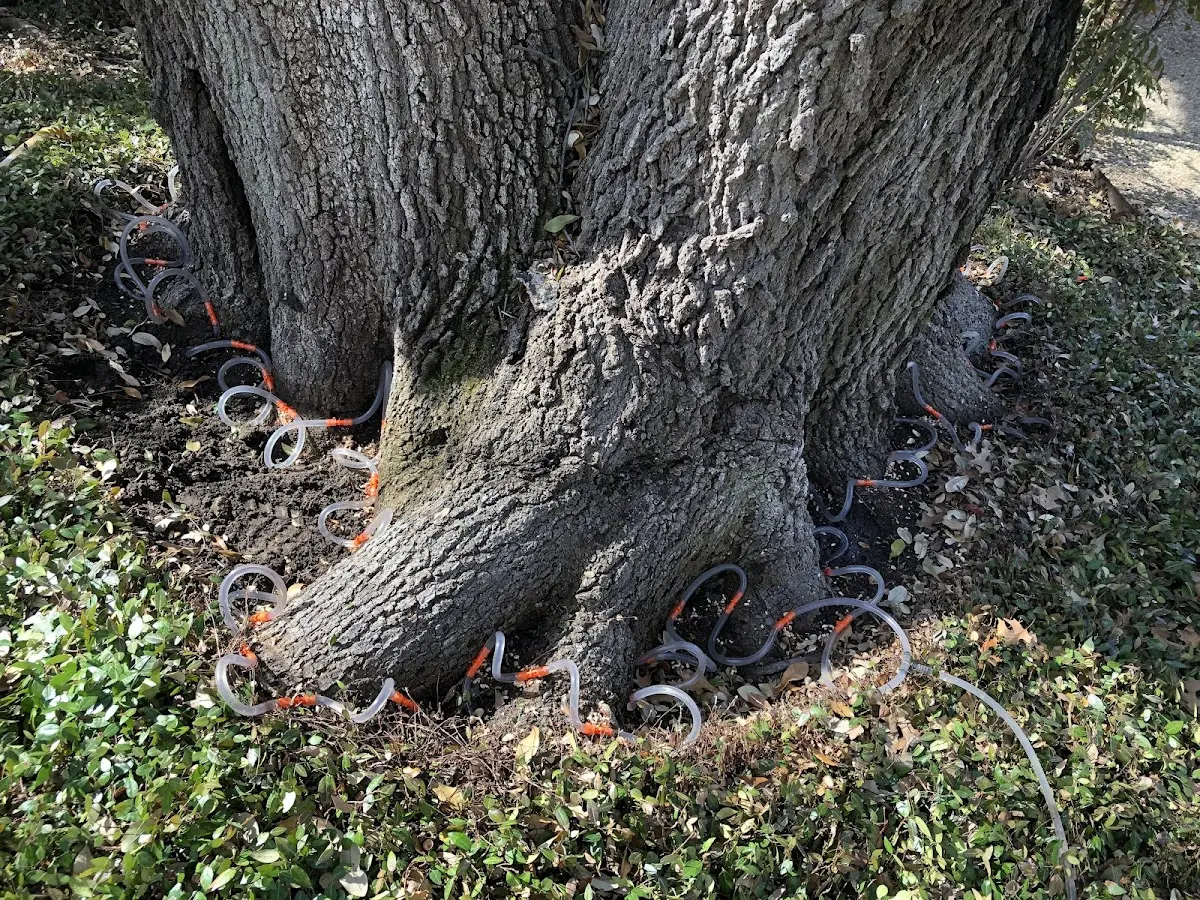 Detailed Tree Cabling and Bracing job site in Hugo